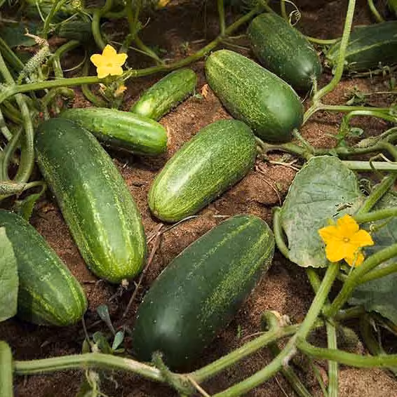 بذر خیار بوته ای اصفهانی