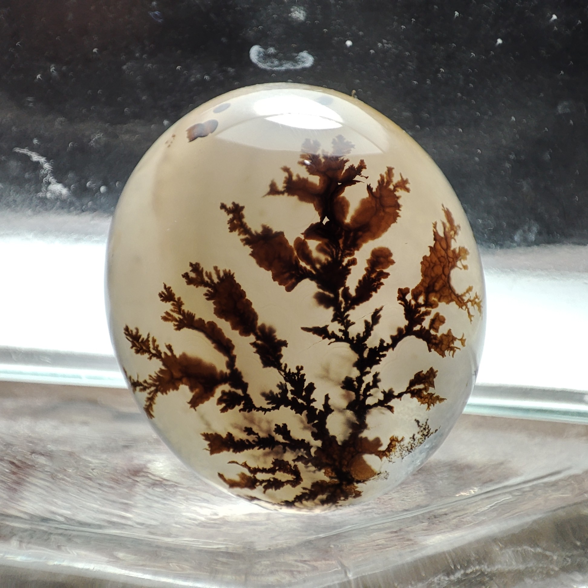 شجر قائن کلکسیونی طبیعی و معدنی  کد 901