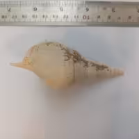 صدف بزرگ کد 11