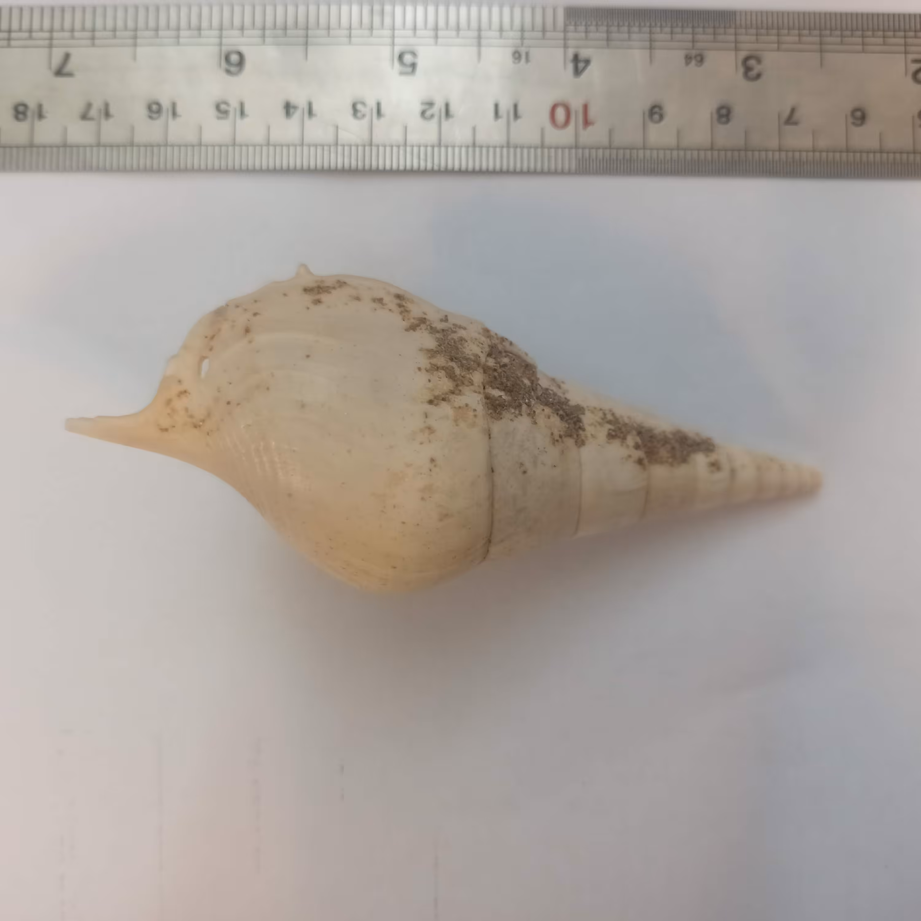 صدف بزرگ کد 11