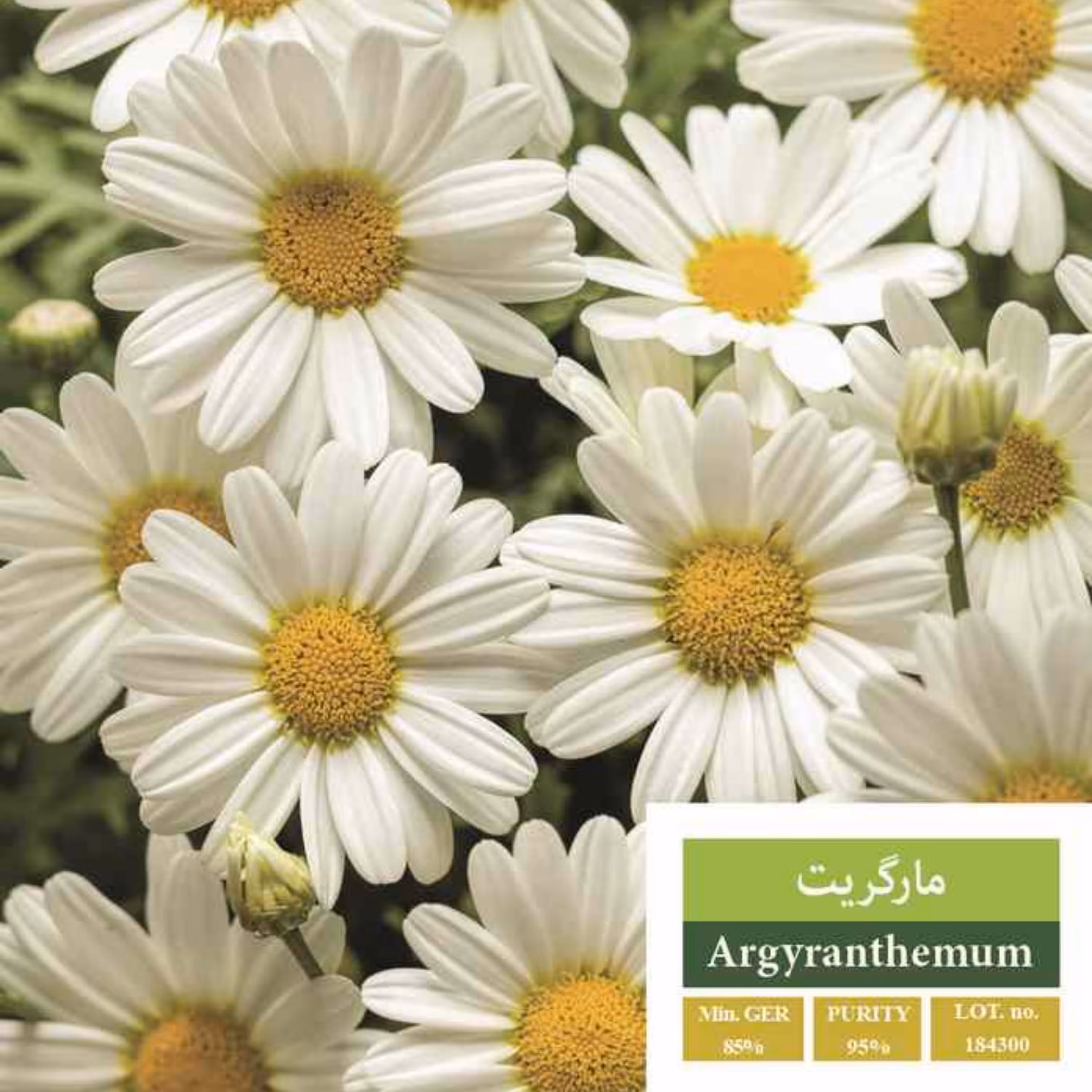 بذر گل مارگریت بذر طلایی رویان