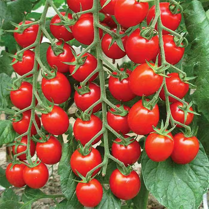 بذر گوجه چری قرمز