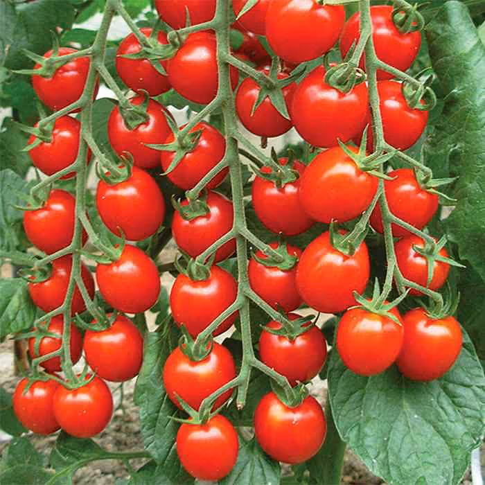 بذر گوجه چری قرمز