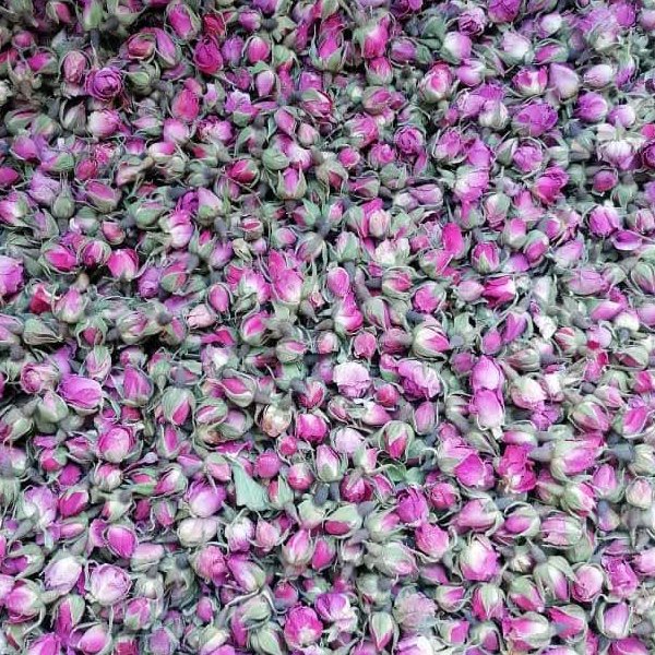 غنچه گل محمدی