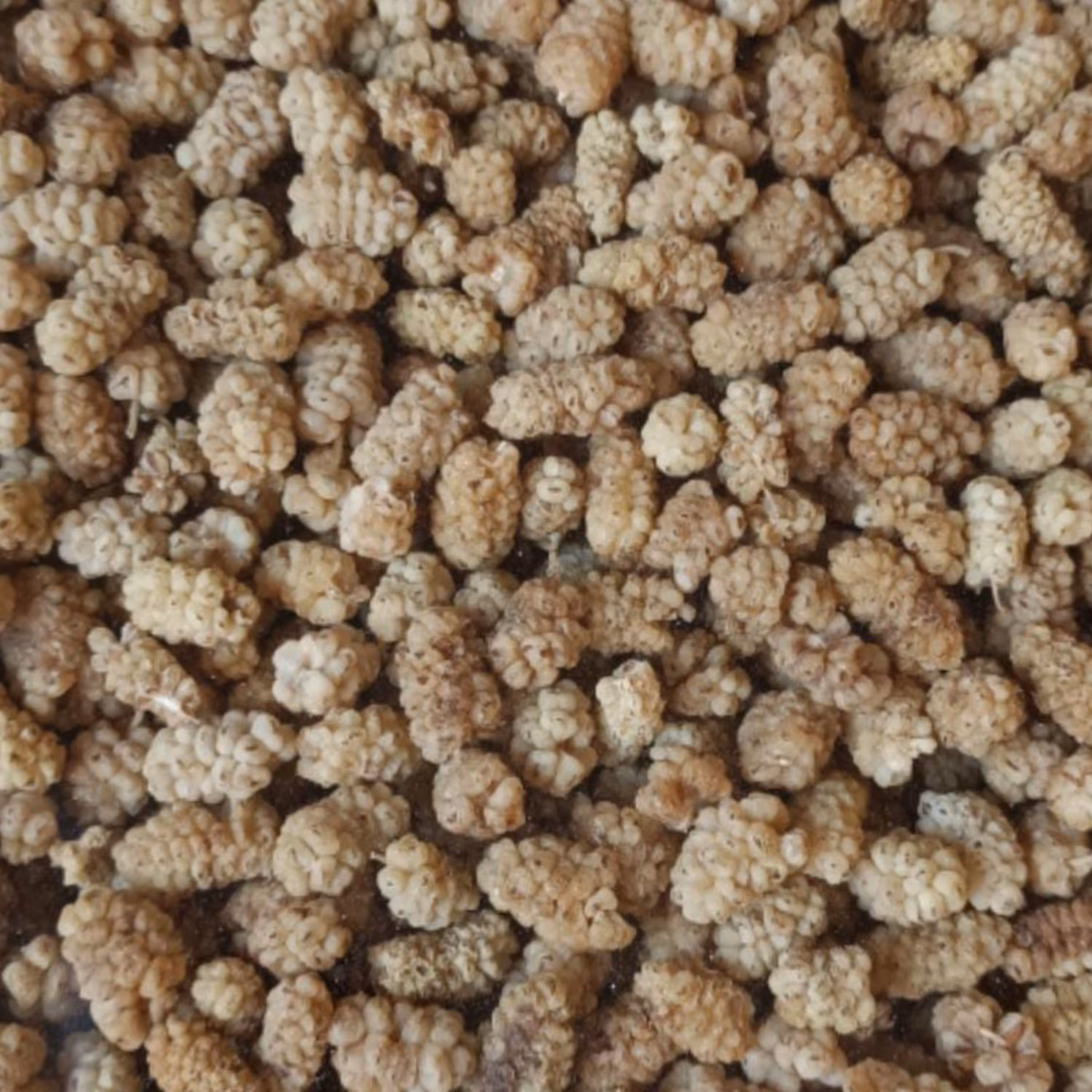 توت خشک امساله  شیرین بار متوسط  500گرمی آجیل و خشکبار مهران 