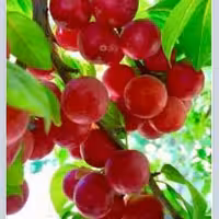 رب ذغال اخته محصولات طبیعی زیتون 450 گرمی