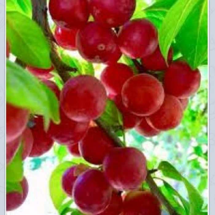 رب ذغال اخته محصولات طبیعی زیتون 450 گرمی