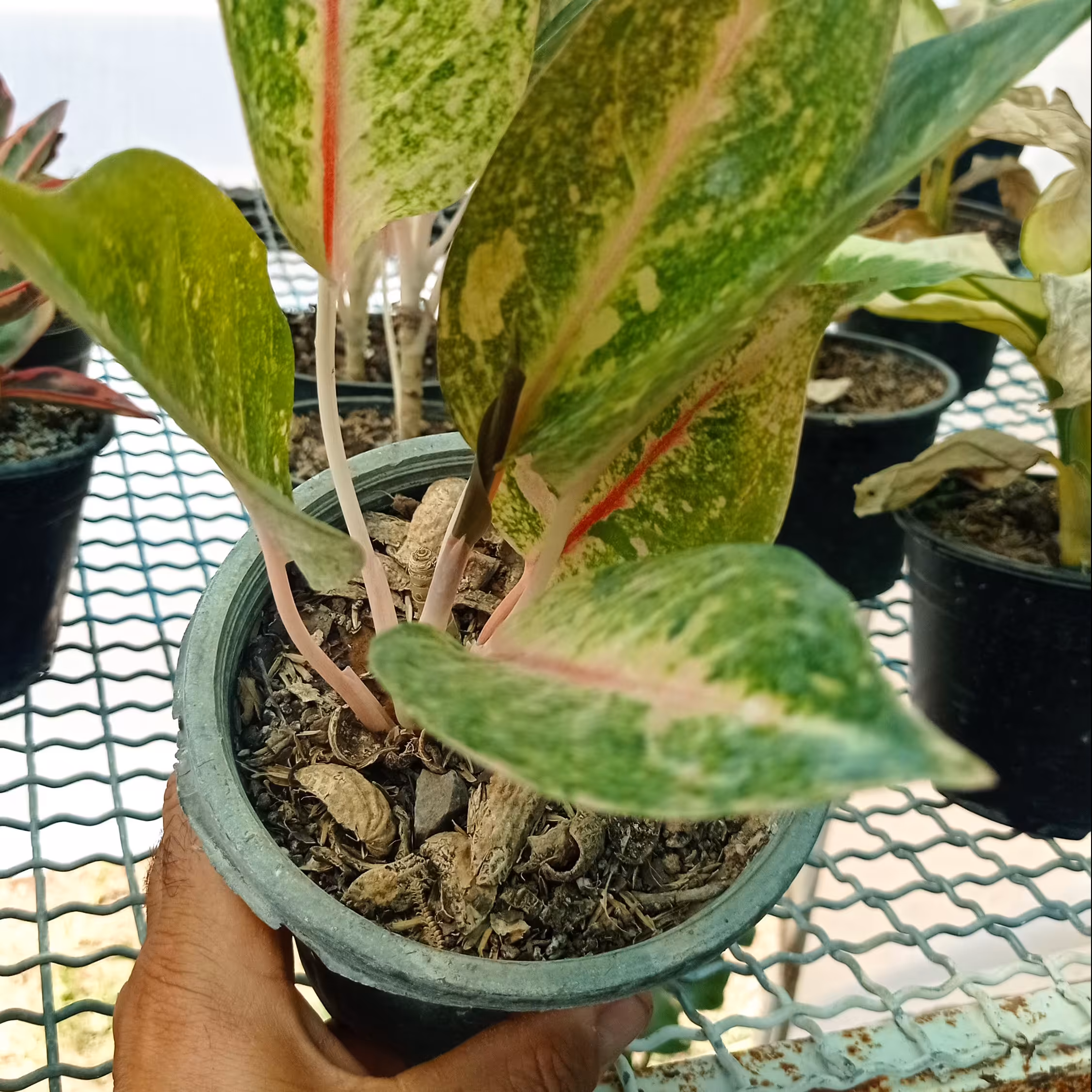 گل گلدان آگلونما کالباسی پس کرایه 