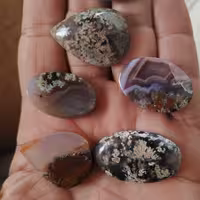 نگین شجر بهاری