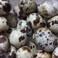 تخم بلدرچین ..ارسال با تیپاکس و هزینه ارسال به صورت پس کرایه..لطفا قبل از سفارش پیام بفرستید(توضیحات رو لطفامطالعه کنید 