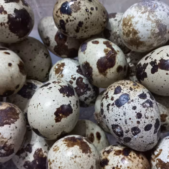 تخم بلدرچین ..ارسال با تیپاکس و هزینه ارسال به صورت پس کرایه..لطفا قبل از سفارش پیام بفرستید(توضیحات رو لطفامطالعه کنید 