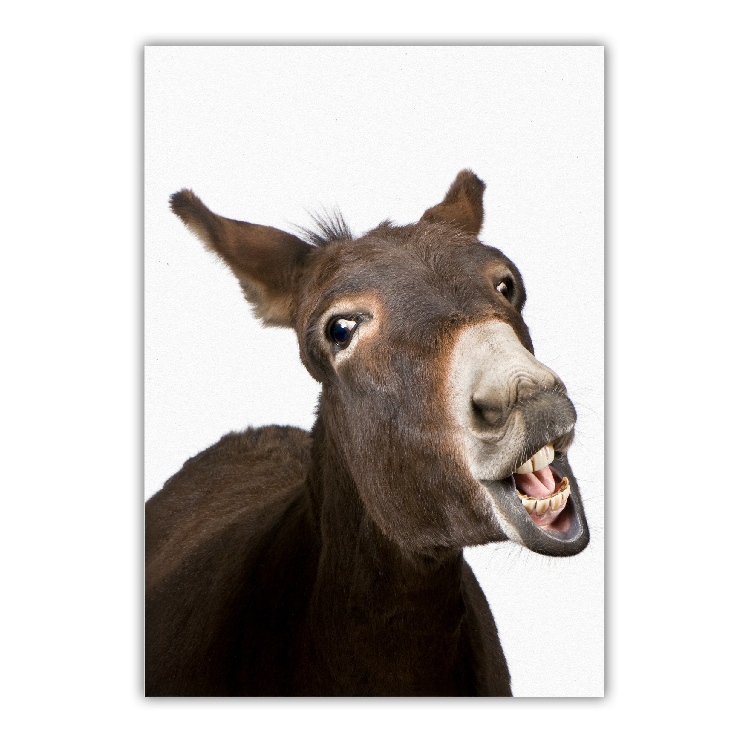 تابلو شاسی مدل خر سایز 20 در 28 کد 49