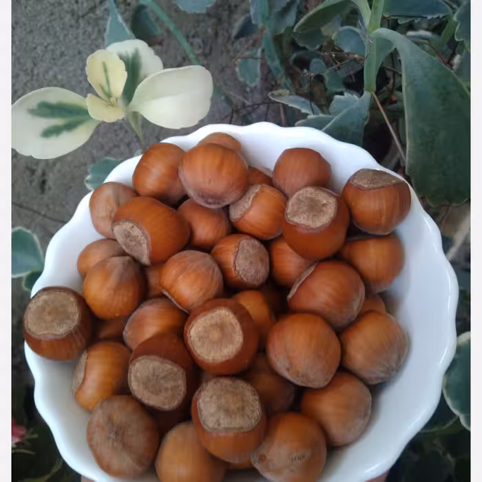 فندق خام تازه 1403،فندق درجه یک ارگانیک اشکور 