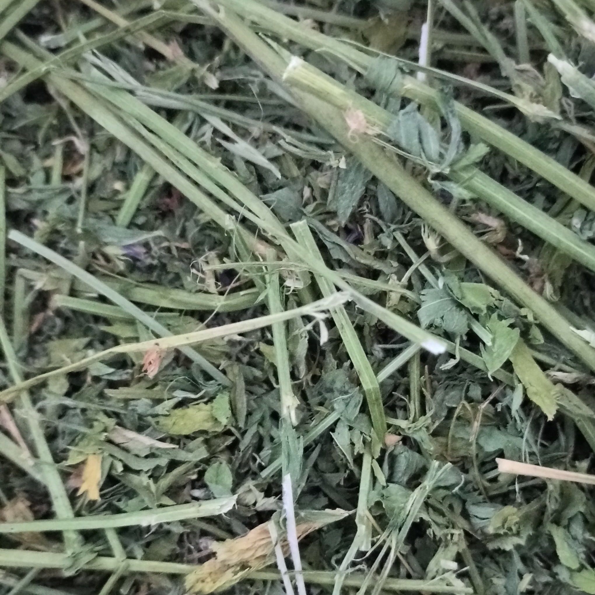 یونجه خشک مخصوص جوندگان
