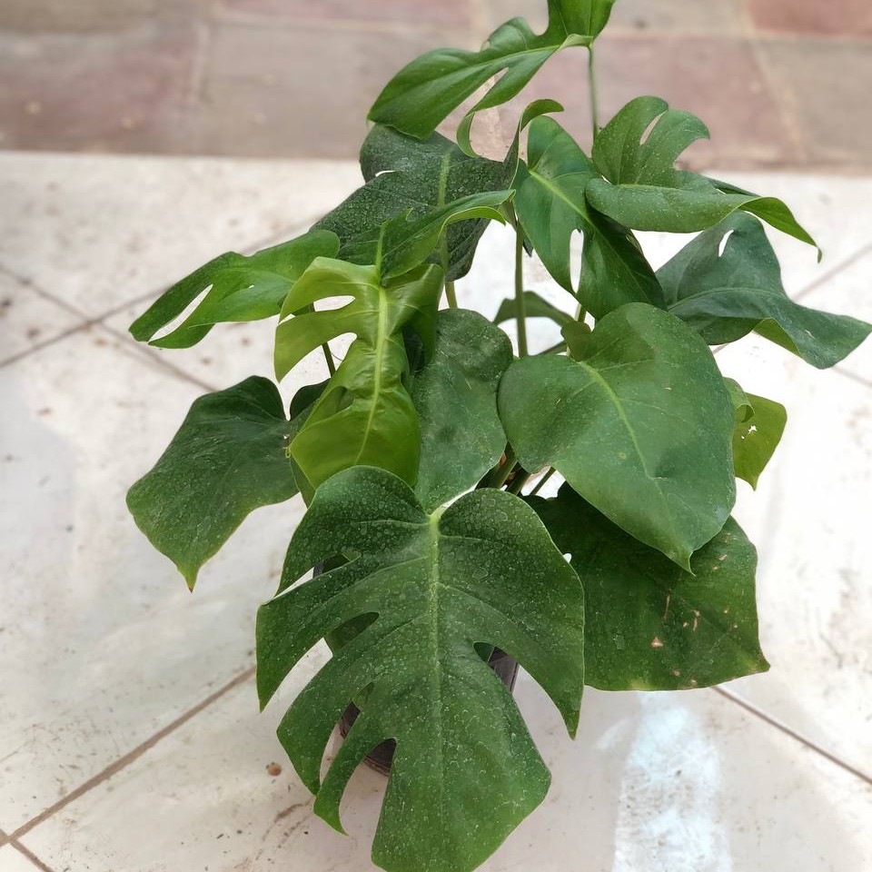 مونسترا ( تکی سایز 4 )