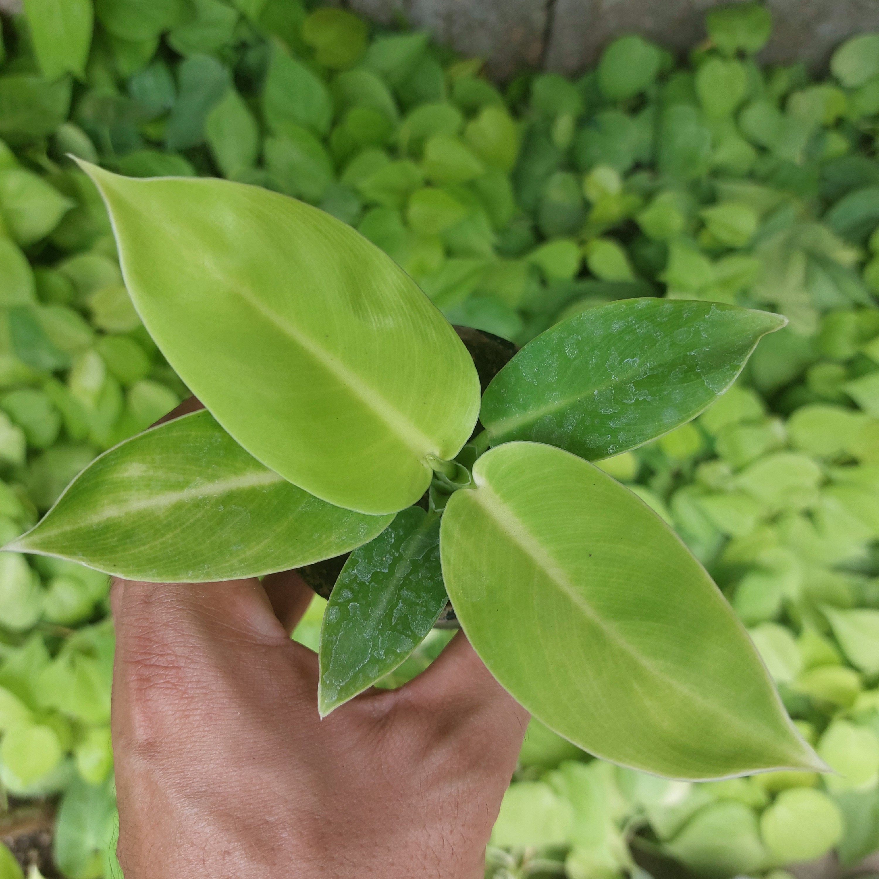  گل و گیاه آپارتمانی فیلودندرون (فیلندرون) نئون سایز نشایی گلدان سایز 8