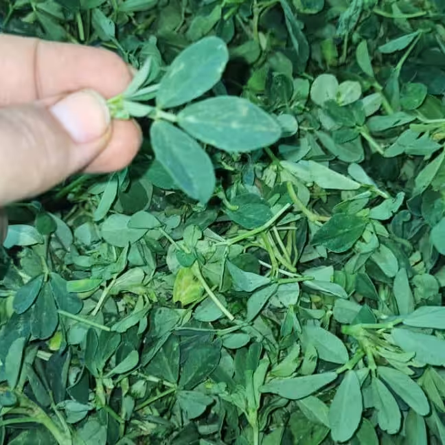 شنبلیله خشک 