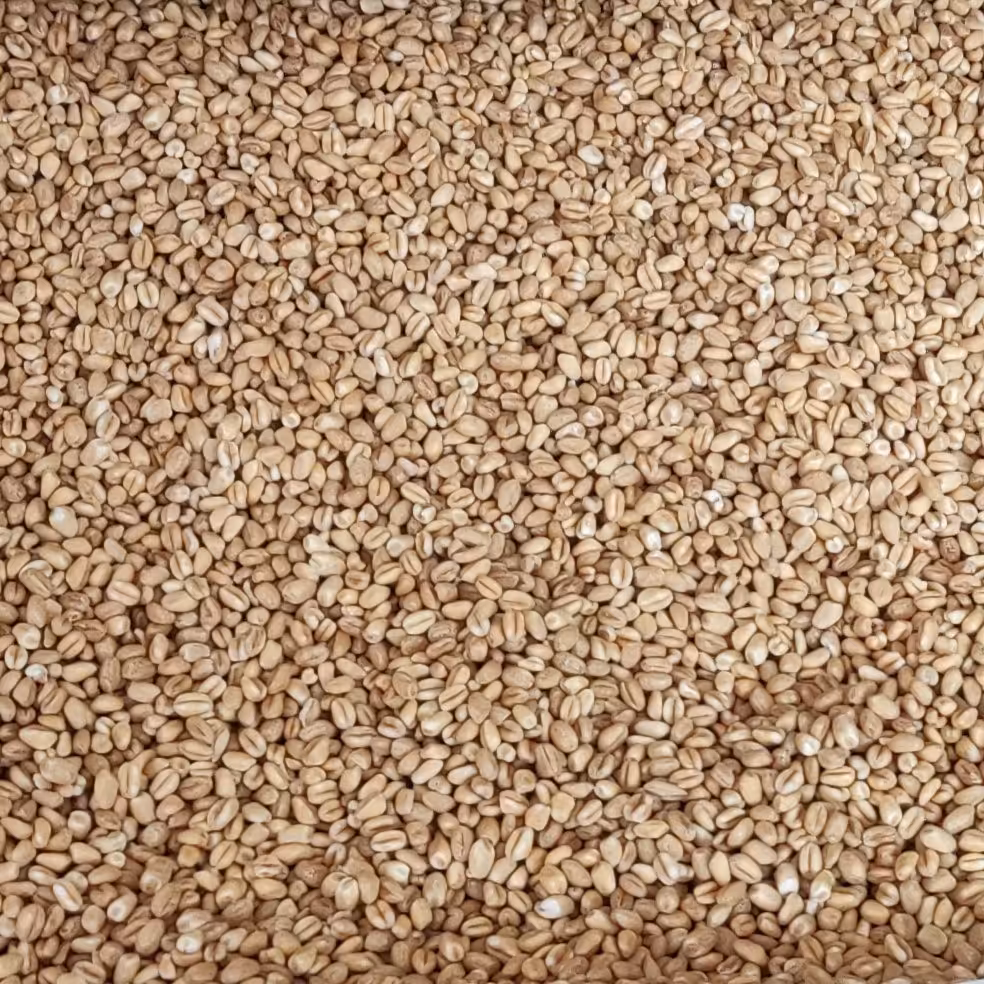 گندم حلیم (دو کیلو)