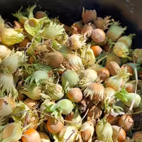 فندق خشک تک پوست  امساله  5کیلو گرم