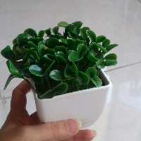 سبزه نارنج خمیری