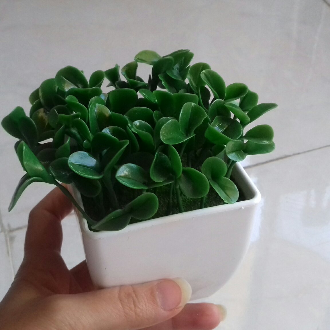 سبزه نارنج خمیری