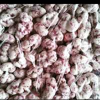 نقل گردویی گل محمدی نیم کیلویی