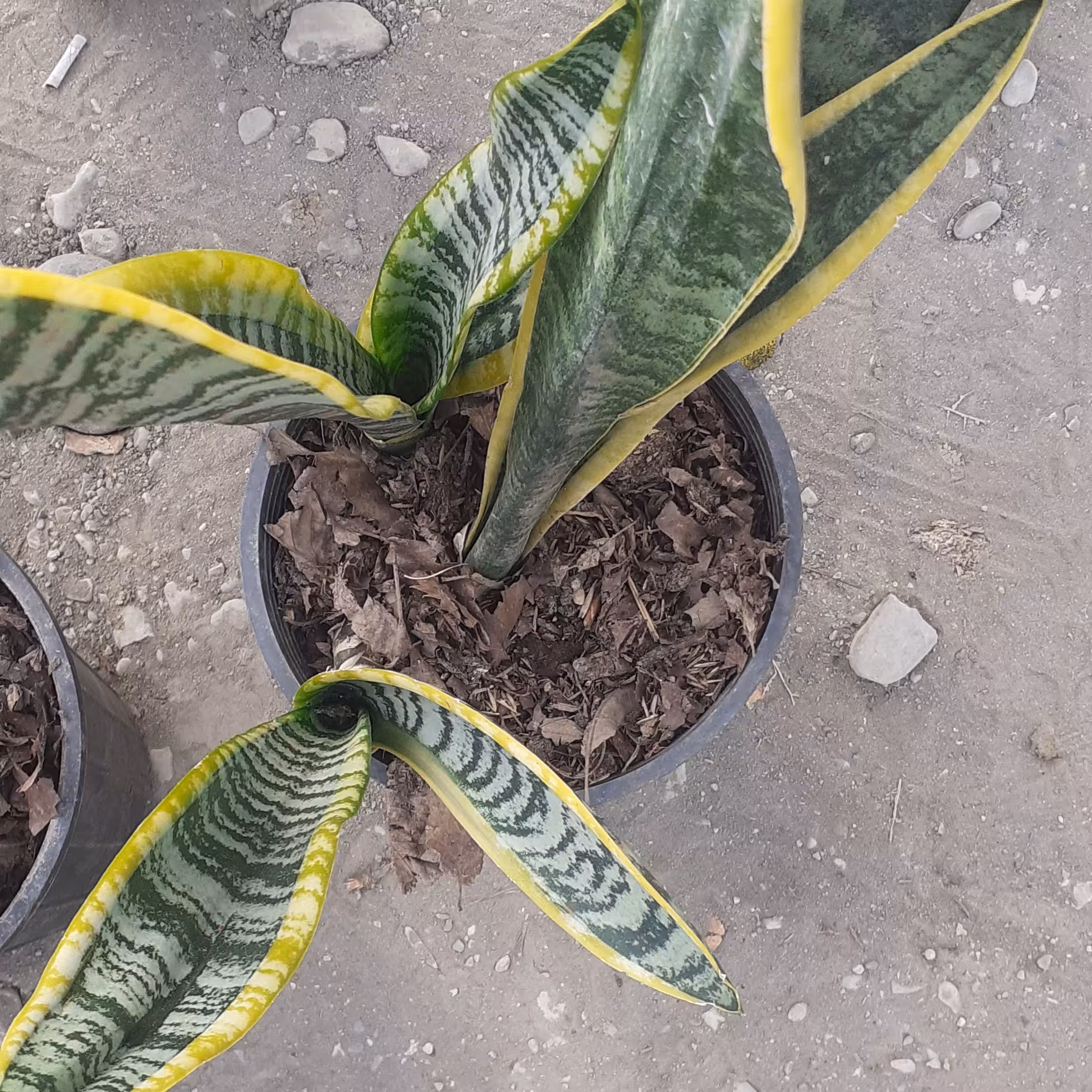 گل سانسوریابا3جوانه آماده جوانه چهارم بابرگ های قوی وسم ضدقارج وکودخورده3500گرم سایز18