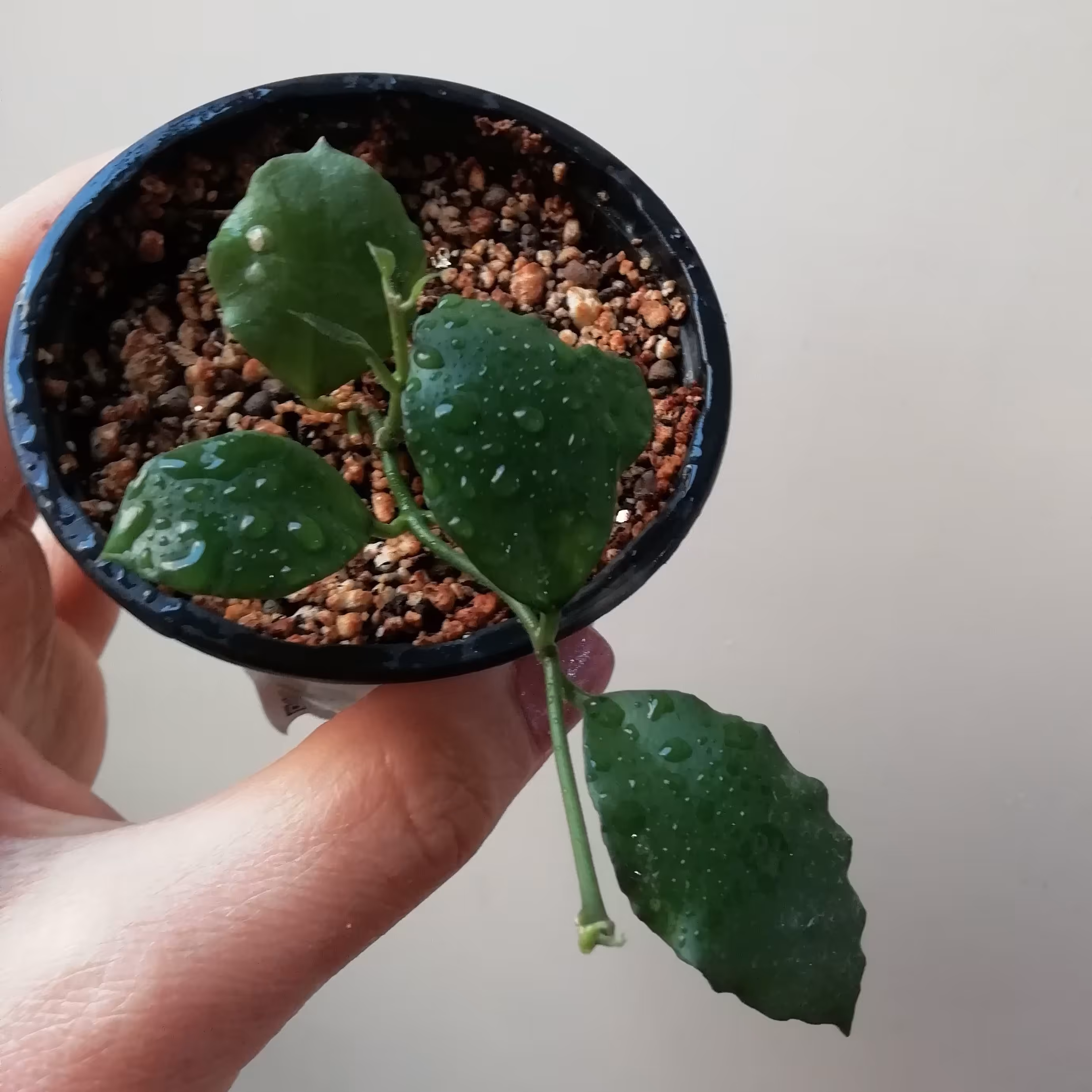 هویا اندوئنسیس،گلدان 8