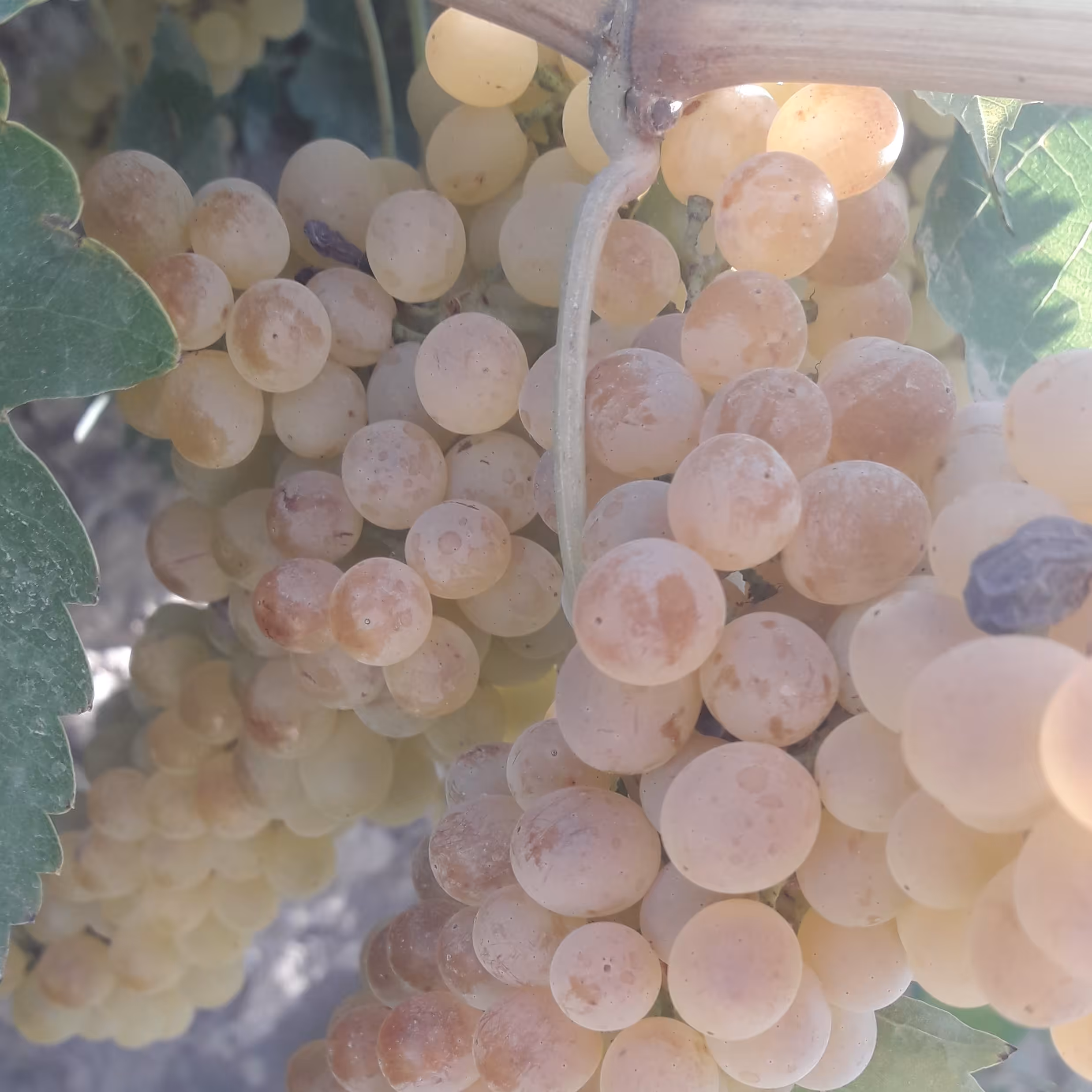 کشمش افتابی ملکان(خانگی)