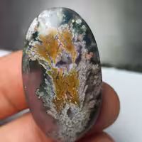 نگین شجر هفت رنگ منظره بسیار زیبا و خاص 