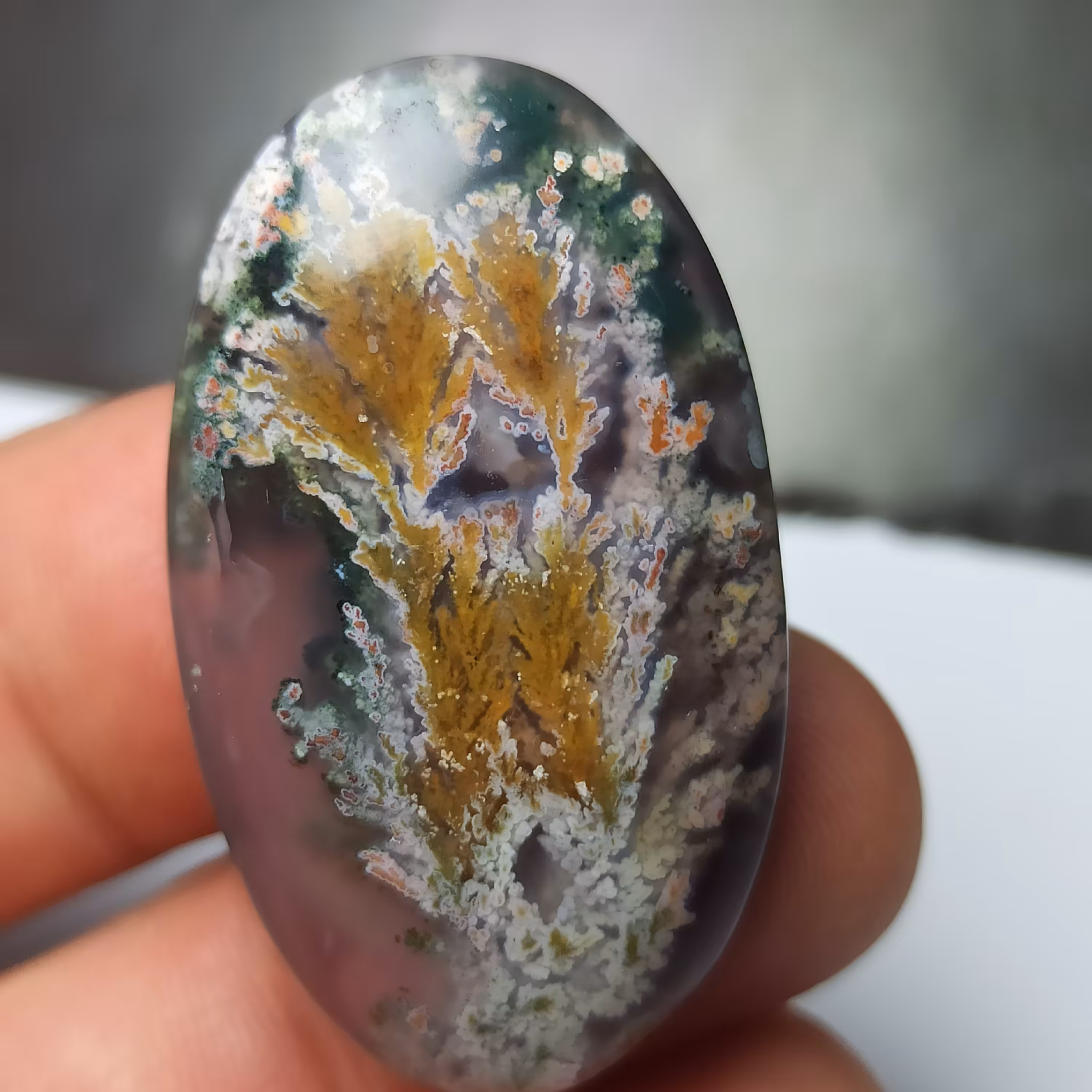 نگین شجر هفت رنگ منظره بسیار زیبا و خاص 