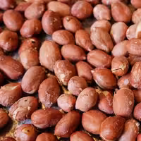 بادام زمینی خام ممتاز آستانه اشرفیه بسته بندی یک‌کیلوگرمی شالیزارصادق 