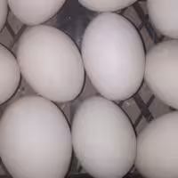 تخم اردک مصری (60عددی)