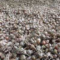 اسپند تازه و پاک شده ی درسته، بدون چوب و برگ، محصول امسال