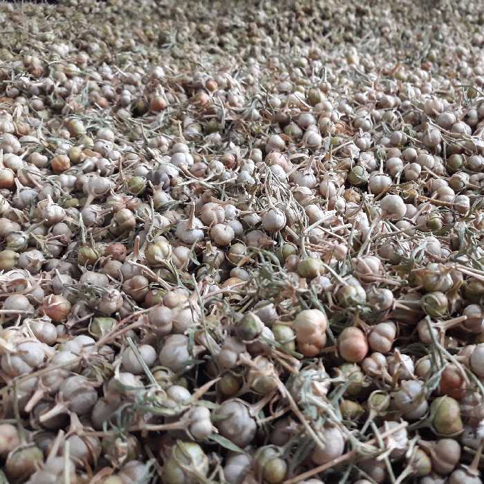 اسپند تازه و پاک شده ی درسته، بدون چوب و برگ، محصول امسال