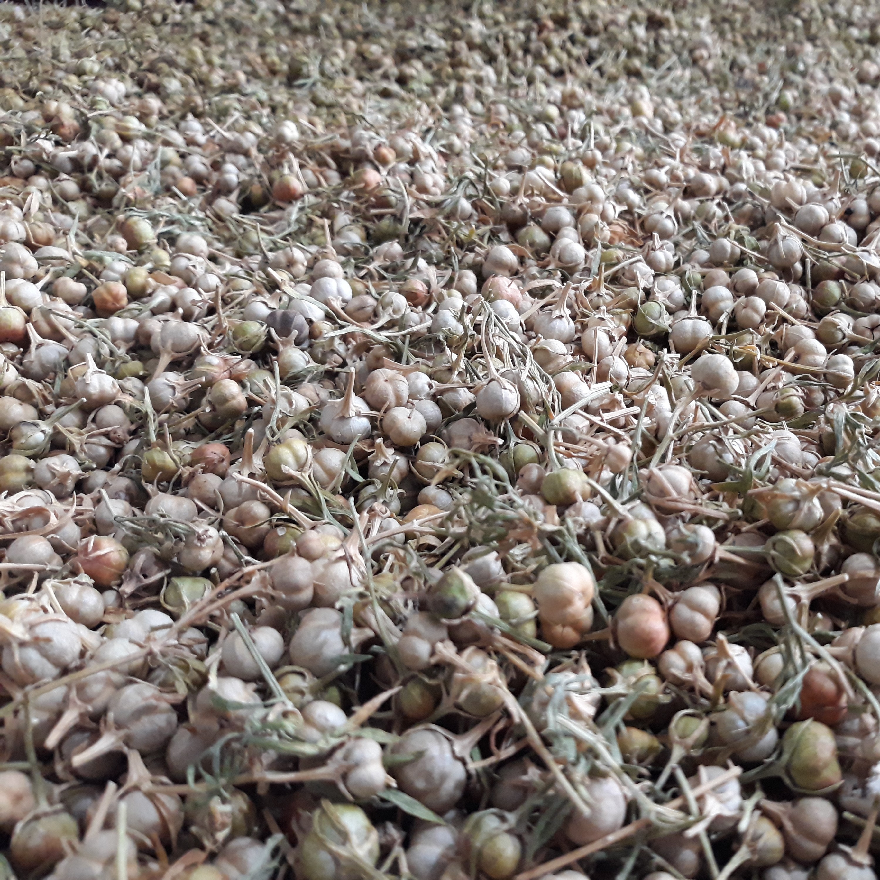 اسپند تازه و پاک شده ی درسته، بدون چوب و برگ، محصول امسال