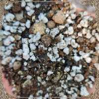 خاک مخصوص زاموفیلیا 5 لیتری (پس کرایه)