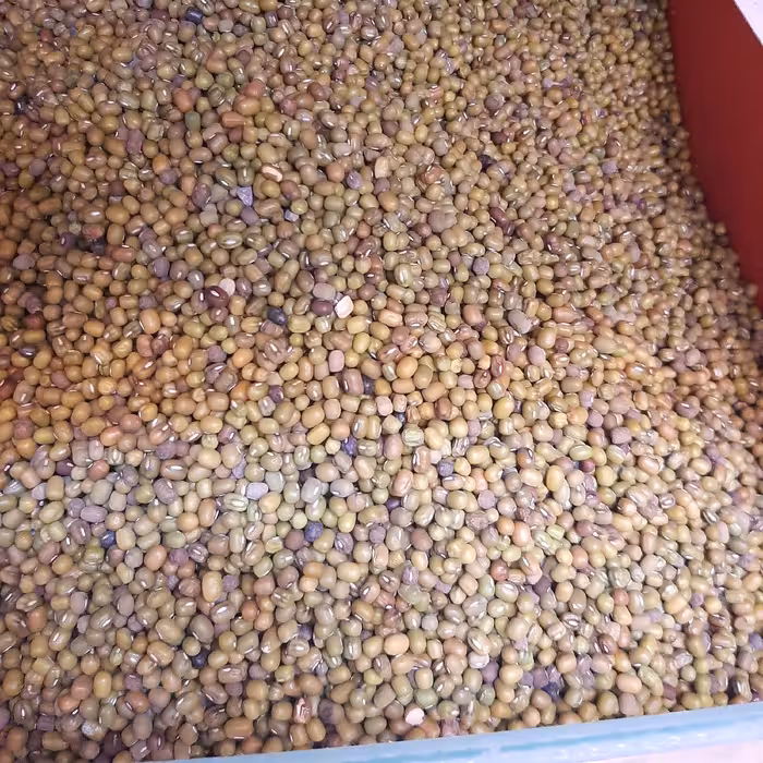 ماش اعلا 1 کیلویی