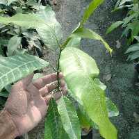 نهال انبه پاکستانی پایه بذری (جهت خرید عمده) (پس کرایه)