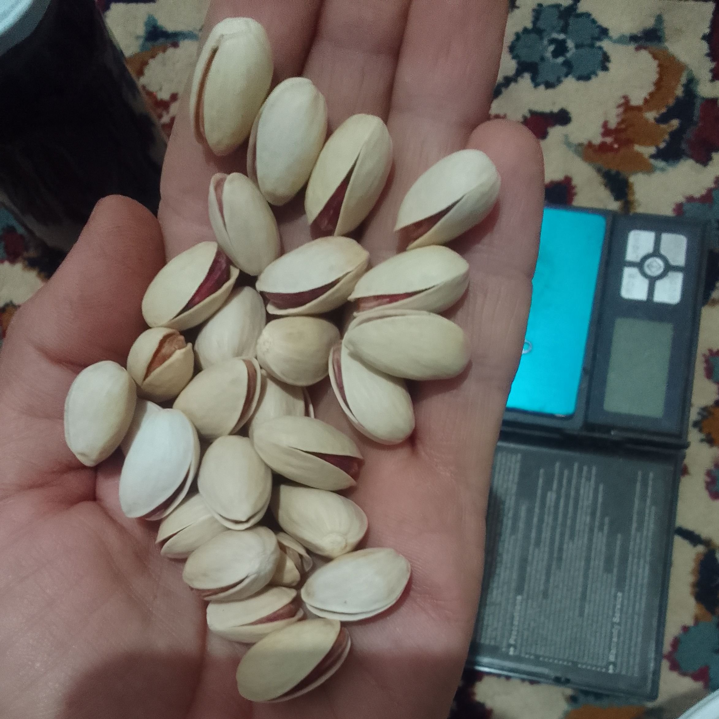 پسته احمدآقایی انس 26.5(درشت)ارگانیک بی تلخ. تمام خندان