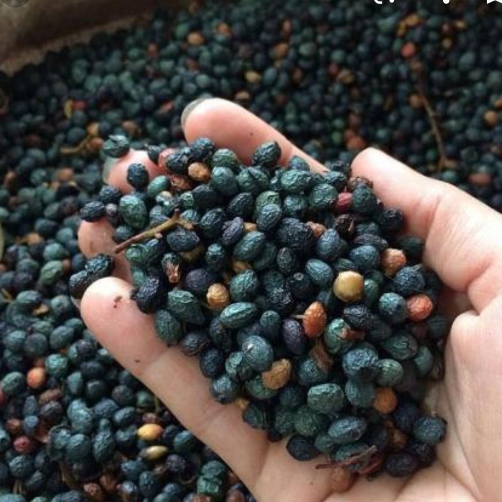 کلخنگ (پسته کوهی)