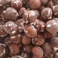 فندق شور گیلان ، مزه و طعم بی نظیر ، امساله و تازه 