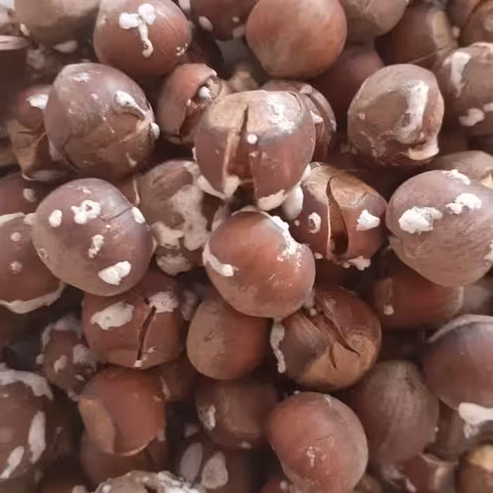 فندق شور گیلان ، مزه و طعم بی نظیر ، امساله و تازه 