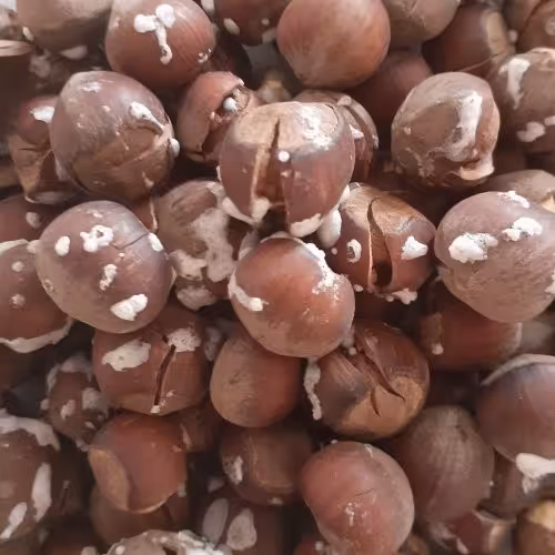 فندق شور گیلان ، مزه و طعم بی نظیر ، امساله و تازه 