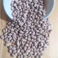 لوبیا چیتی یک کیلویی گرین