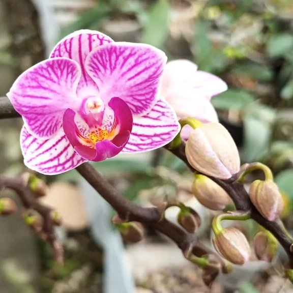 ارکیده فالانوپسیس  هلندی بالغ غنچه دار در شرف گلدهی  در رنگهای متنوع (پس کرایه)