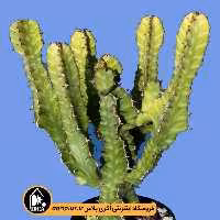 بذر کاکتوس Euphorbia Canariensis