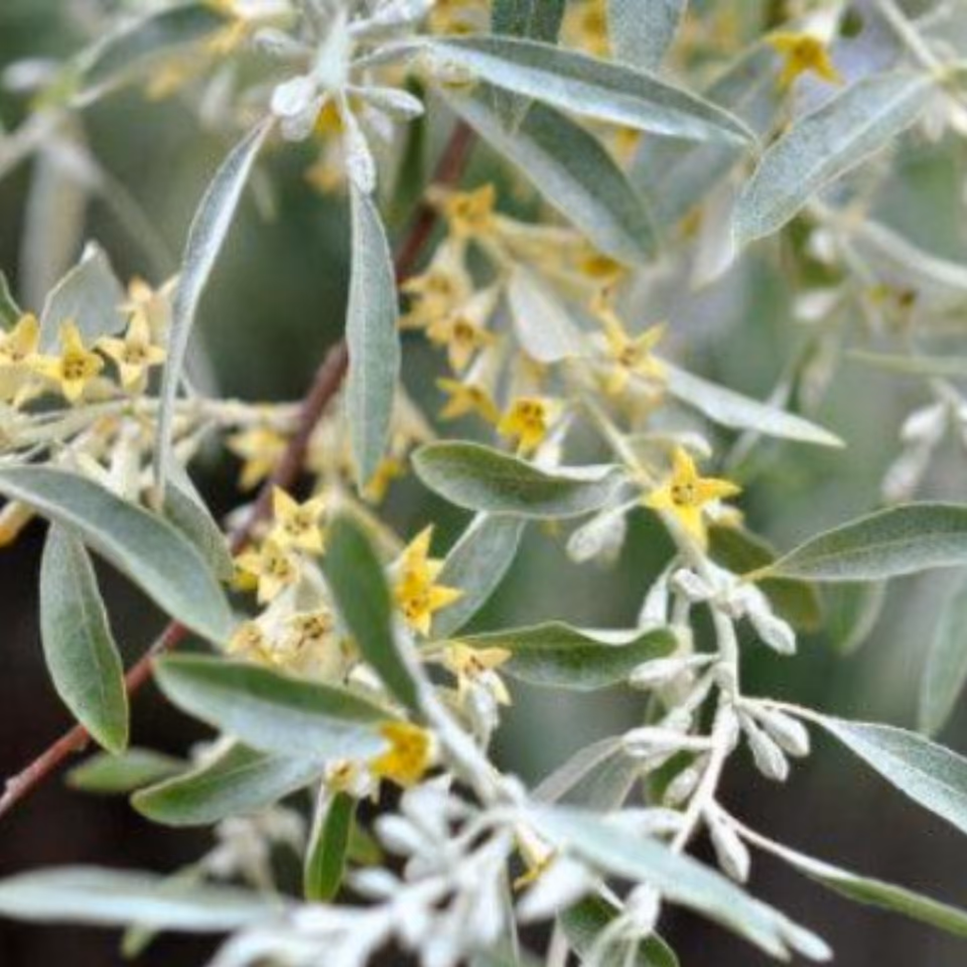 برگ سنجد 250 گرم 