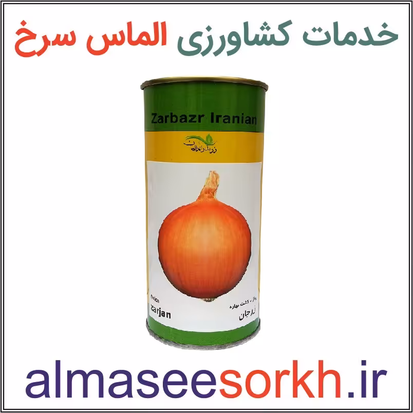 بذر پیاز طلایی کشت بهاره (زرجان - روز بلند) زر بذر ایرانیان | گیاه پزشکی الماس سرخ