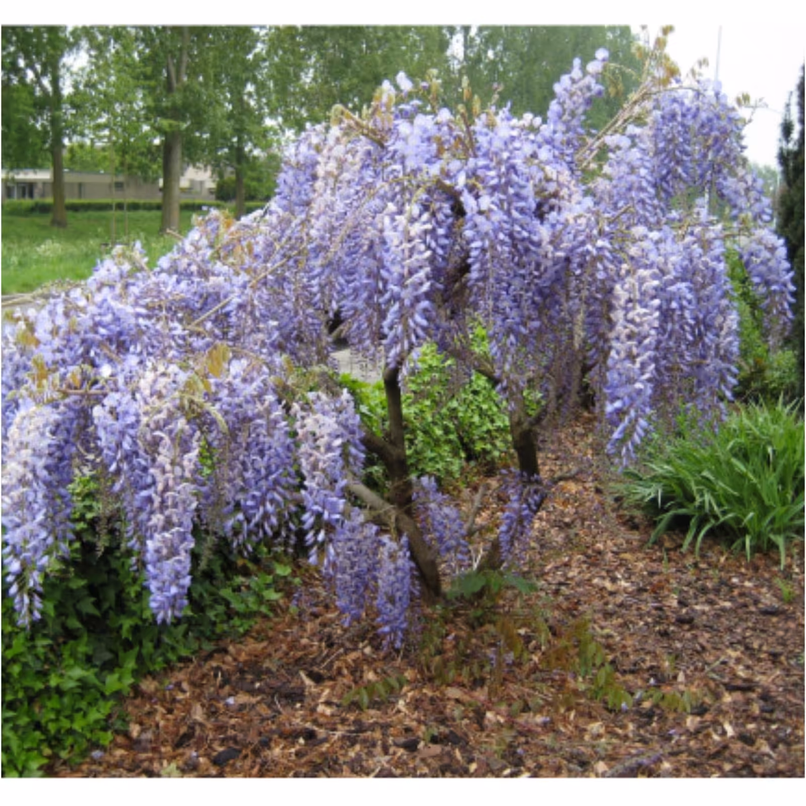 بذر گل پیچ گلیسین  یک عددی بسیار معطر و  مستعد بنسای شدن  گیاه دائمی و مقاوم